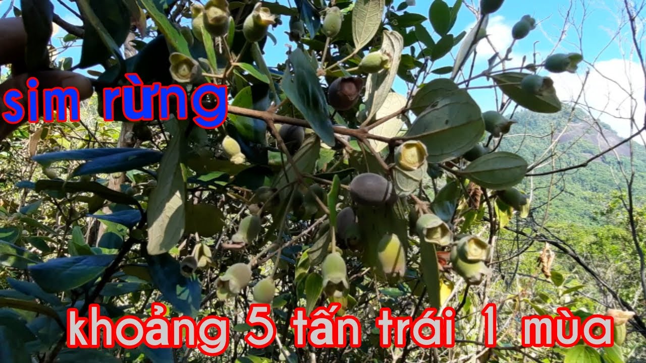 RỪNG SIM LỚN NHẤT VIỆT NAM. - YouTube