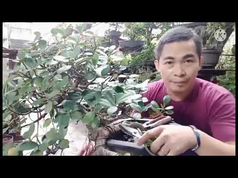 Video: Kung Paano Namumulaklak Ang Ficus
