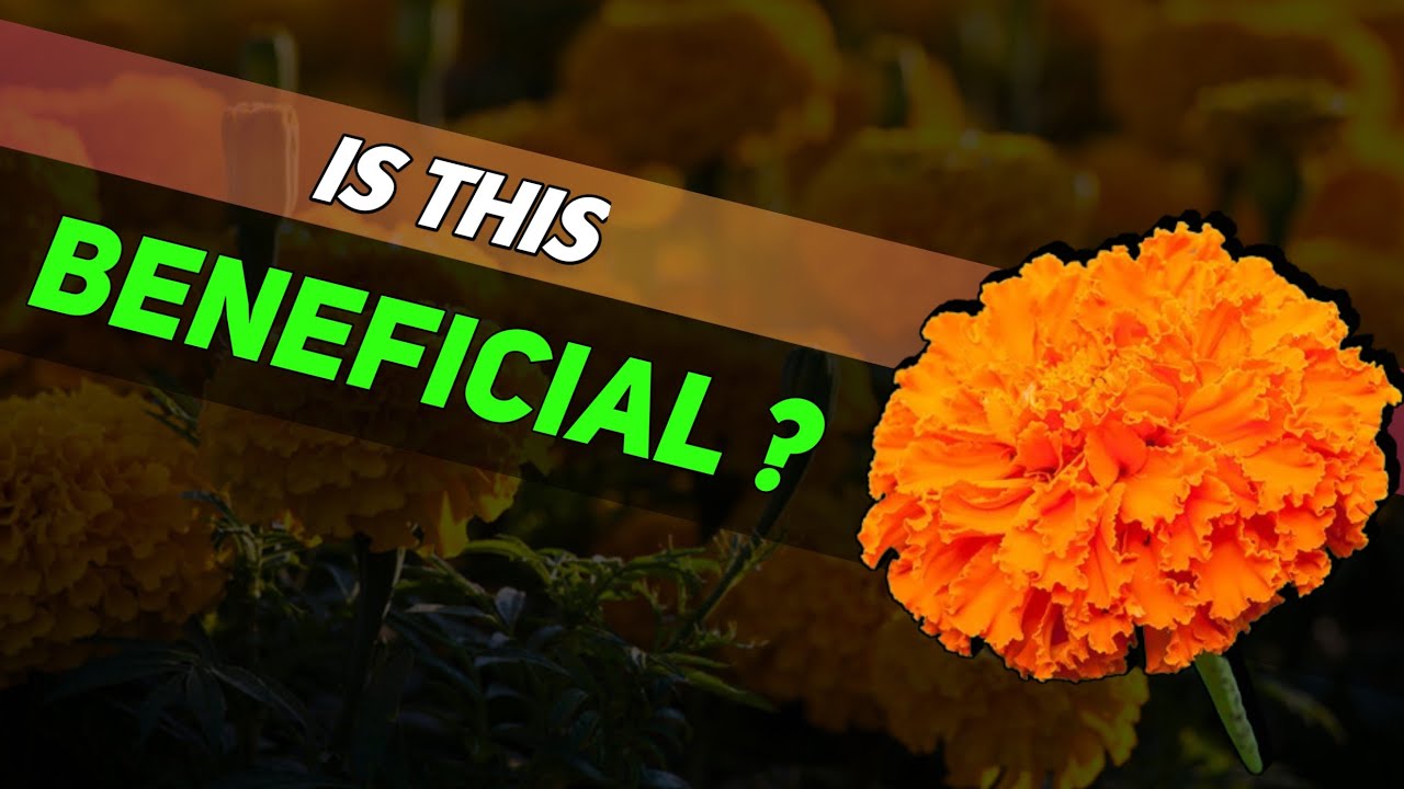 "Marigold Flower: Top Benefits for Skin and Hair"