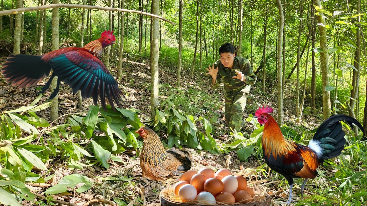 FULL VIDEO: 360 Days of Trapping Wild Chickens in the Wild | survival skills