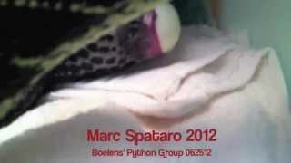 Celebrity Boelen's Python laying eggs Net Worth