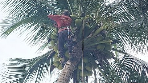 Cưa  cây  dừa  nghiêng  vào  nhà  ,Siêu  trái  .Cưa  cây  kỷ  thuật  cao