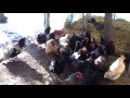 Deep Litter Method In The Chicken Coop Deep Litter Method In The Chicken Coop