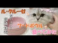 飼い主より高い皿で食う飯はうまいか？【ルクルーゼ×子猫】