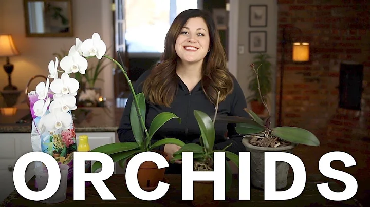 Orchid Care Tips // Garden Answer - DayDayNews
