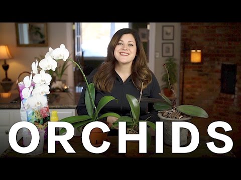 Orchid Care Tips // Garden Answer