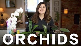 Orchid Care Tips // Garden Answer