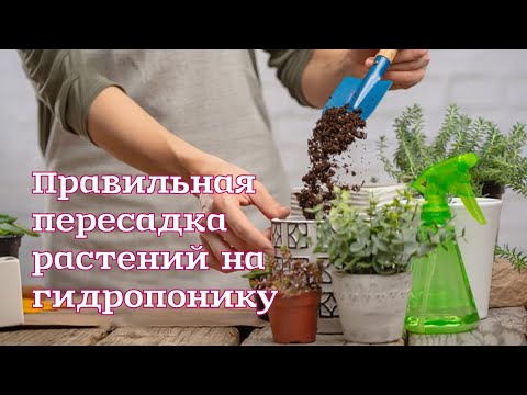 Правильная пересадка рассады