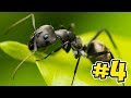 Ant Sim The Endless Horror! - Empires Of The Undergrowth - Ep4