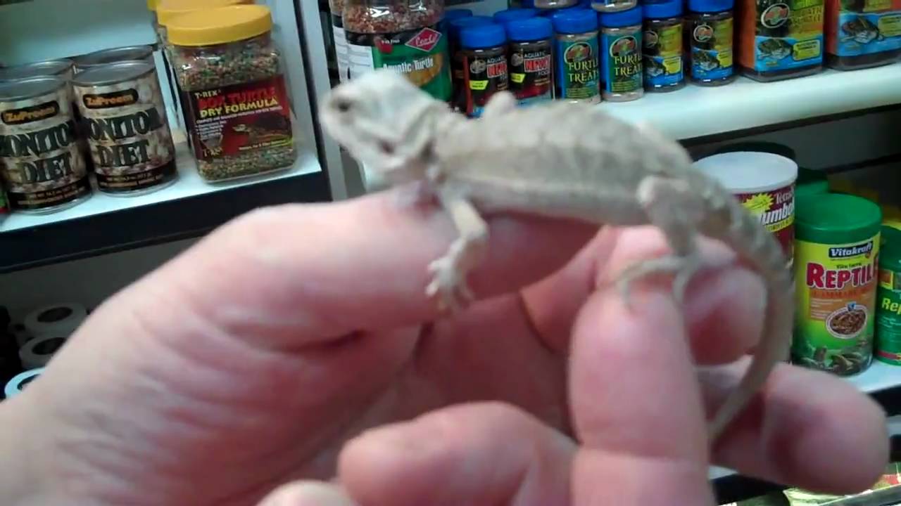 tarantula spider HYPO PASTEL BEARDED DRAGON AND A WEIRDO!