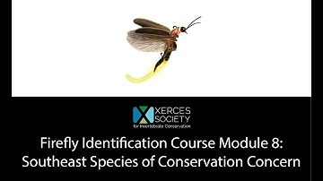 Firefly Identification Course Module 8: Southeast Species of Conservation Concern