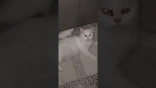 Milky's kittens Tom and Jerry playing