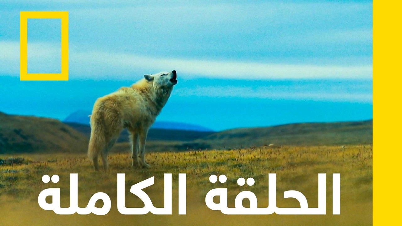������ ������ | ����� ����� ������ | ������� ��������� ������
 - نشر قبل 9 دقيقة