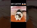 SUBSCRIBE FOR MY CAT PLS🤣🤣