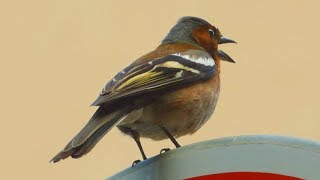 Pěnkava obecná - The Common chaffinch (Fringila coelebs) - ♂ - Hlas/Voice