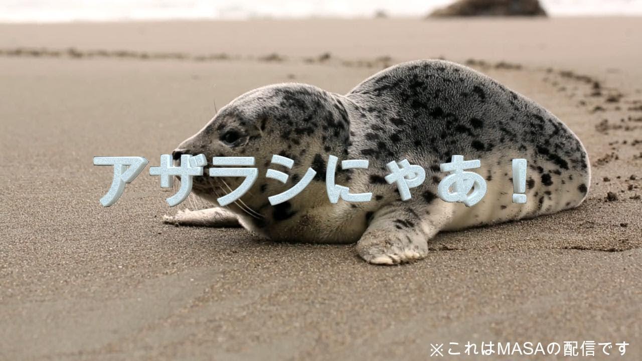 【つかぁれたぁｓ】雑談＆お絵描き配信！