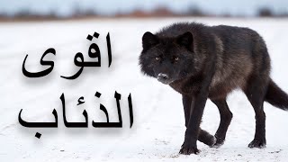الذئب الأسود من اقوي الحيوانات في العالم