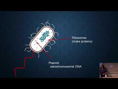 Video: Hur syntetiseras peptidoglykan?