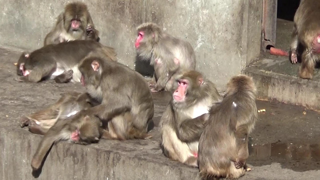 Amazing Japanese macaque family #608 ニホンザル家族の日常【Cute