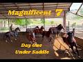 The Magnificent Seven | Starting 7 Colts Under Saddle (Day One)