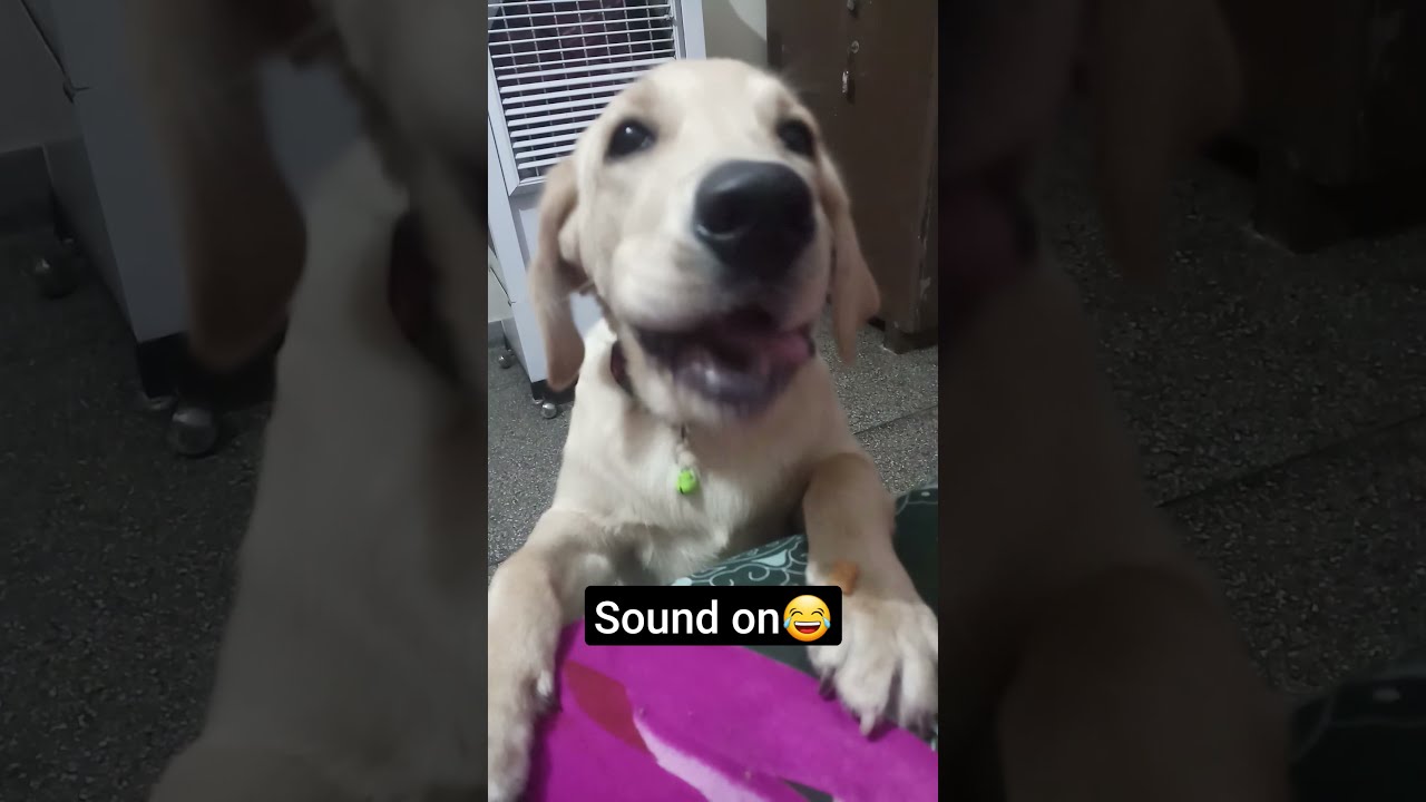 labarador puppy eating funny sound |jerro| #labrador #cutepuppy #funny #short