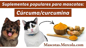 ¿Es buena la cúrcuma para el gato?