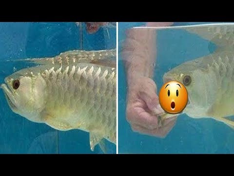 Video Mua cá rồng trắng quý hiếm về thấy miệng nó ngậm chặt,... - youtube