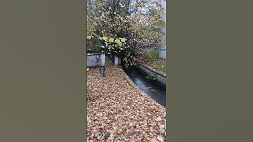 #تلاوة_خاشعة #سورة_فصلت #محمد_إرشاد_مربعي #القرآن_الكريم #القرآن #الفرقان