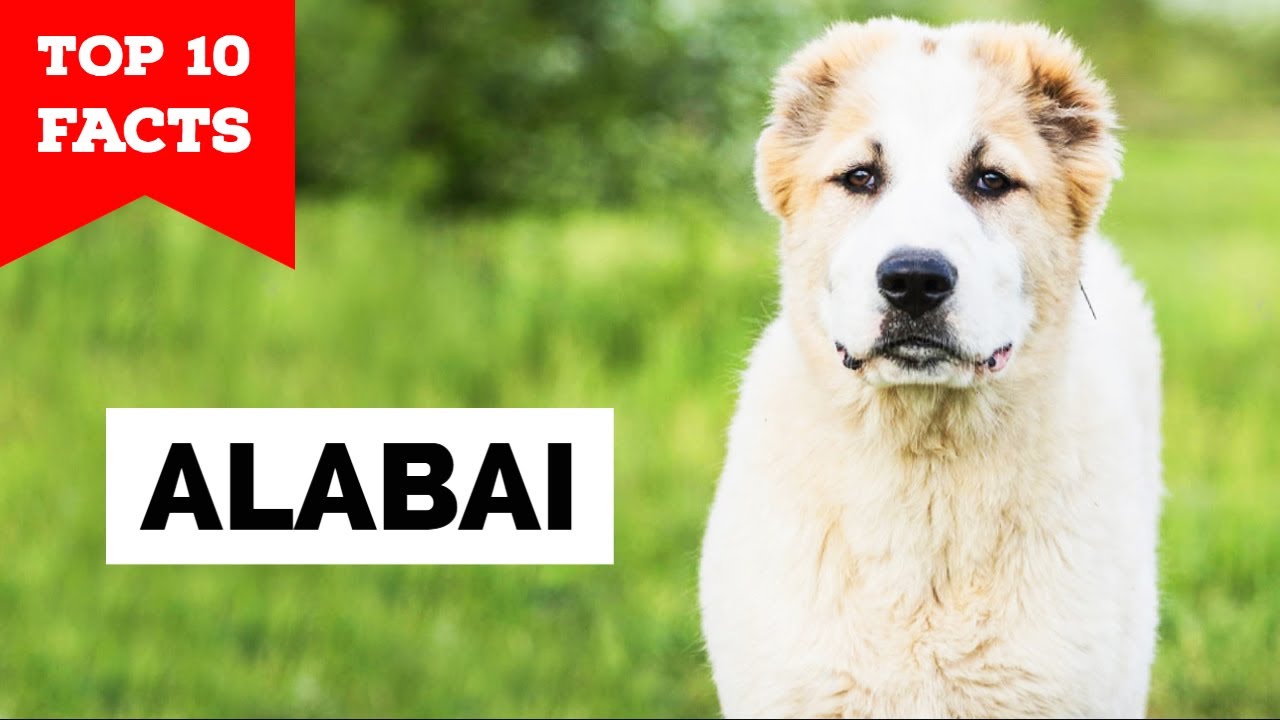 Central Asian Shepherd - Top 10 Facts [Alabai] - Youtube