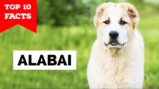 Central Asian Shepherd  Top 10 Facts [Alabai]