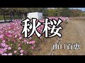 秋桜  / 山口百恵 (歌詞入り)