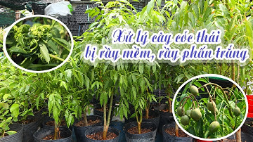 Xử Lý Bọ Trĩ, Rầy Trên Cây Cóc Thái Rất Hiệu Quả Và An Toàn