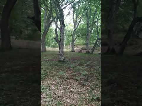 Video: Որտեղ նկարահանել վայրի խոզը