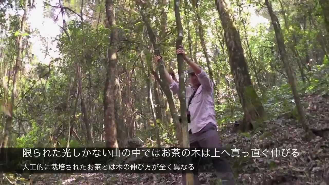 大雪山野生茶 プーアル茶 : 世界の高級茶ブランドHOJO