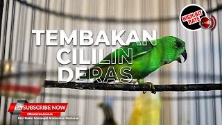 🔴 SERINDIT ISIAN CILILIN Tembakan Bertubi Tubi Tajam Melengking Masteran Murai Batu TOP