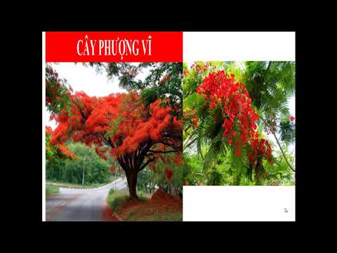 Lớp 4 - Tập làm văn - Bài: Miêu tả cây cối (KT viết)