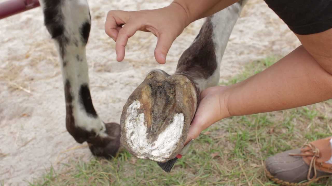 How to Soak & Bandage/Wrap a Horse Hoof - YouTube