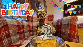 NALA Cat's 2nd Birthday 🎂🎈