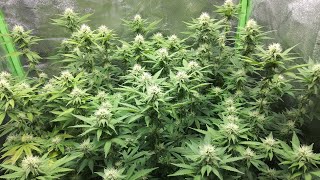 Week 4 of Flower, Mars Hydro TS1000 & SP250, Dechlorinated tap water explanation