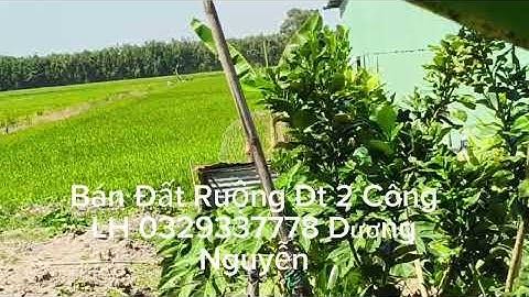 Nhà Đất Bán Đất Ruộng Dt 2 Công Giá 450tr Thạnh Hóa Long An Cũ Tây Ninh Mới 