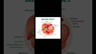 Biliary Tract....#basicenglish