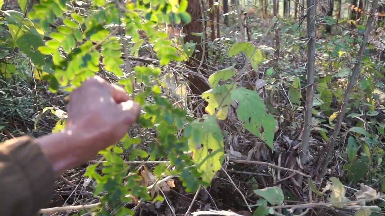 BAI THUOC CHUA LEN QUAI BI