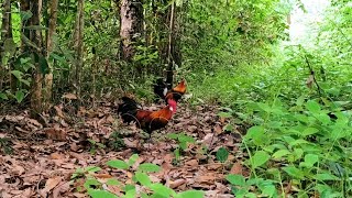 Raja ayam hutan berhasil ditaklukkan 