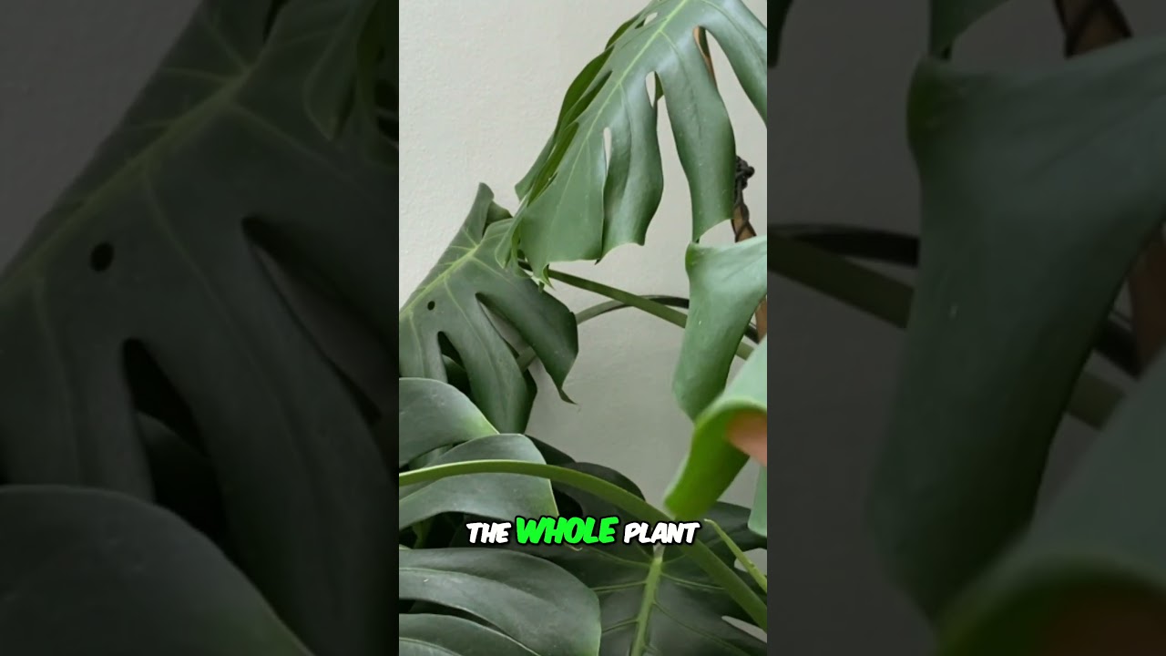 Repotting Monstera with dropping leaves - YouTube
