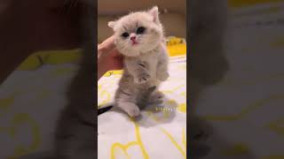 Minik Minnoşlar 😻🐈😻