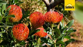 How to care for Leucospermums / Pincushions