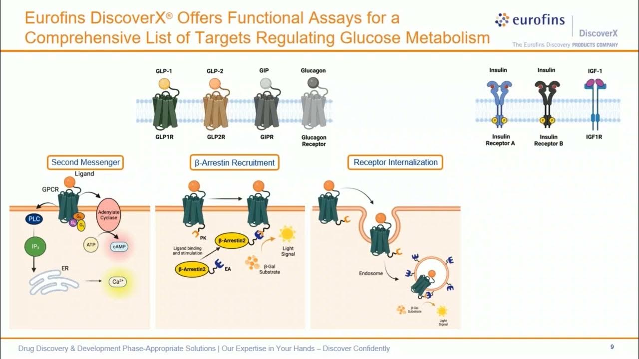 inar Validated Bioassays for Accelerating GLP 1 & 2 Therapeutics