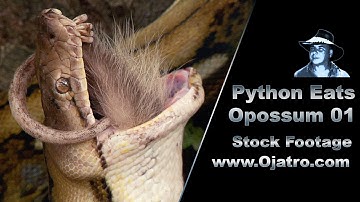 Python Eats Opossum 01 Stock Footage