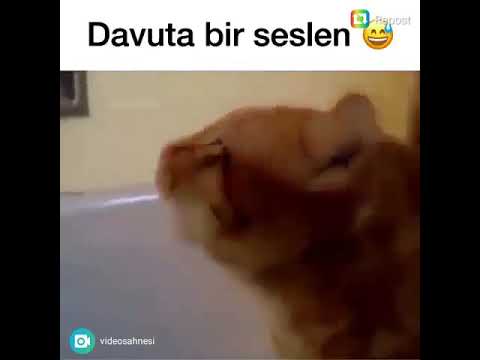 Davuta bi seslensene 😂😂