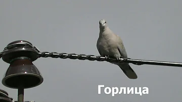 Птицы Тульской обл.  2020 год